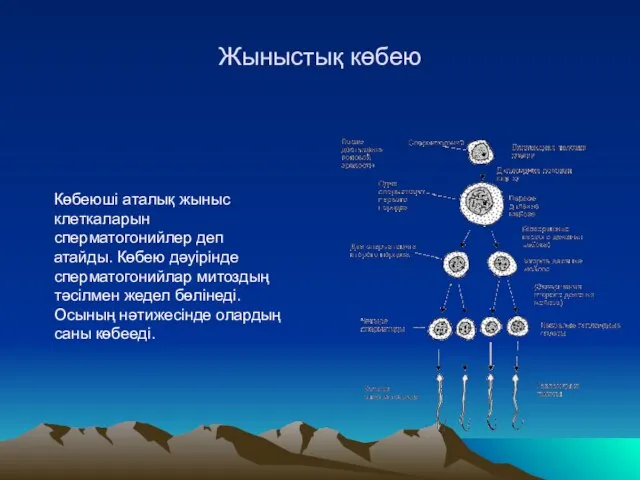 Жыныстық көбею Көбеюші аталық жыныс клеткаларын сперматогонийлер деп атайды. Көбею дәуірінде