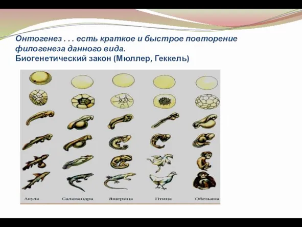 Онтогенез . . . есть краткое и быстрое повторение филогенеза данного вида. Биогенетический закон (Мюллер, Геккель)