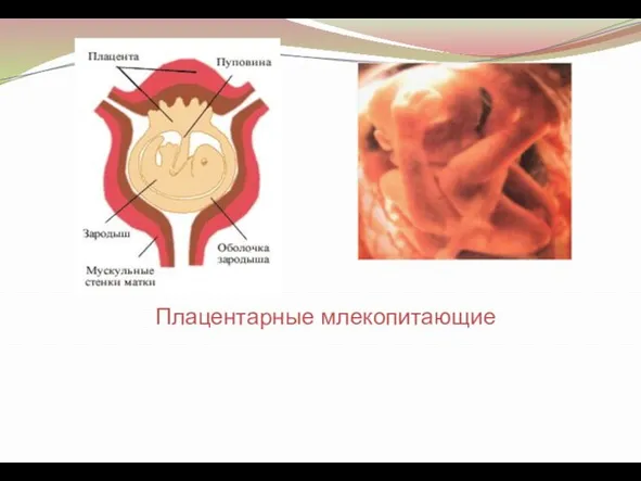 Плацентарные млекопитающие