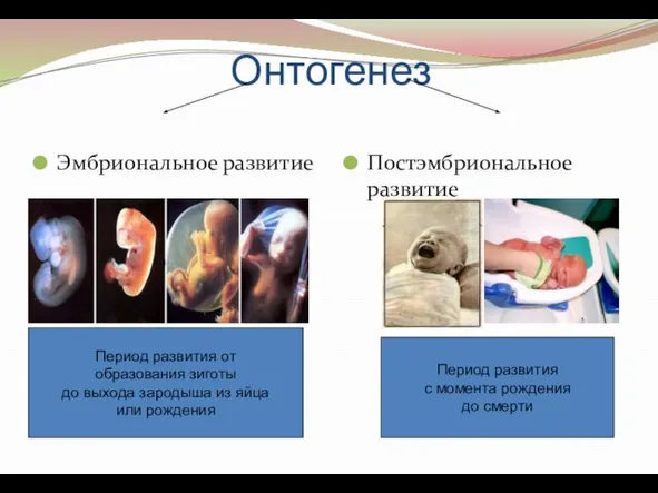 Онтогенез Эмбриональное развитие Постэмбриональное развитие Период развития от образования зиготы до