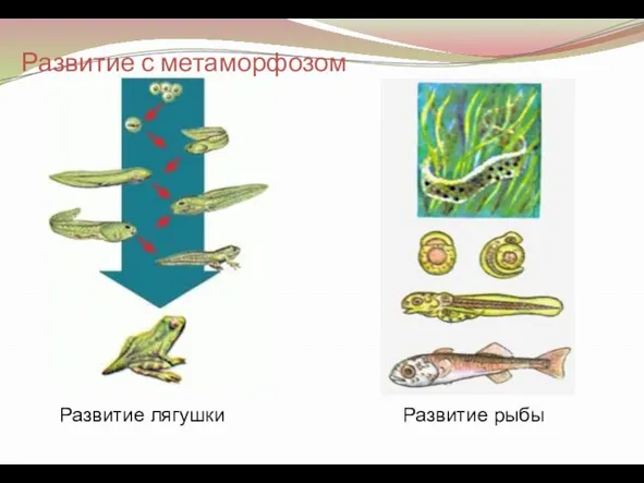 Развитие лягушки Развитие рыбы Развитие с метаморфозом