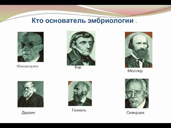 Кто основатель эмбриологии . Шмальгаузен Мюллер Дарвин Геккель Северцев Бэр