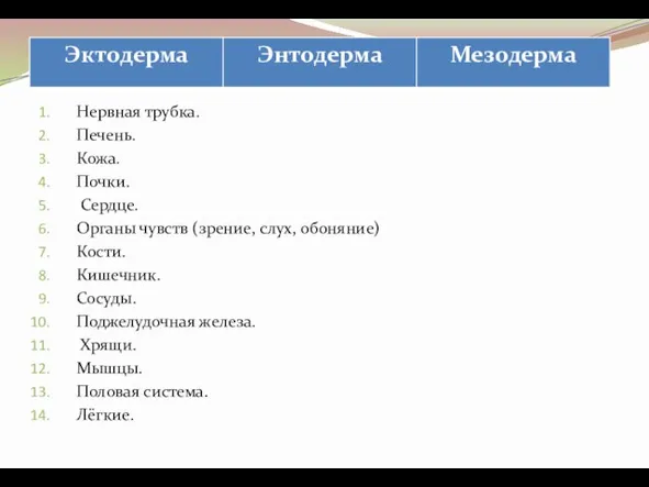 Нервная трубка. Печень. Кожа. Почки. Сердце. Органы чувств (зрение, слух, обоняние)