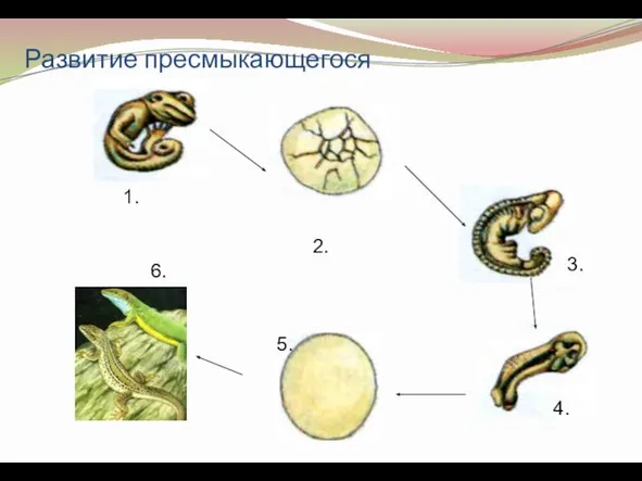 Развитие пресмыкающегося 4. 2. 1. 3. 5. 6.