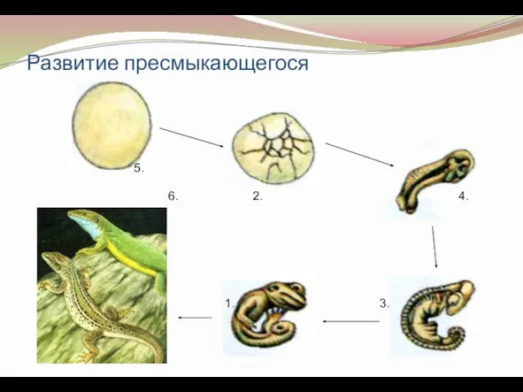 Развитие пресмыкающегося 1. 5. 4. 3. 2. 6.