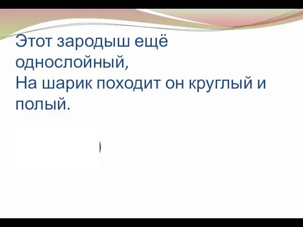 Этот зародыш ещё однослойный, На шарик походит он круглый и полый. (Бластула)