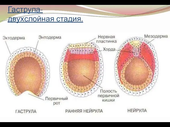 Гаструла- двухслойная стадия.