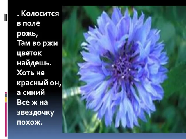 . Колосится в поле рожь, Там во ржи цветок найдешь. Хоть