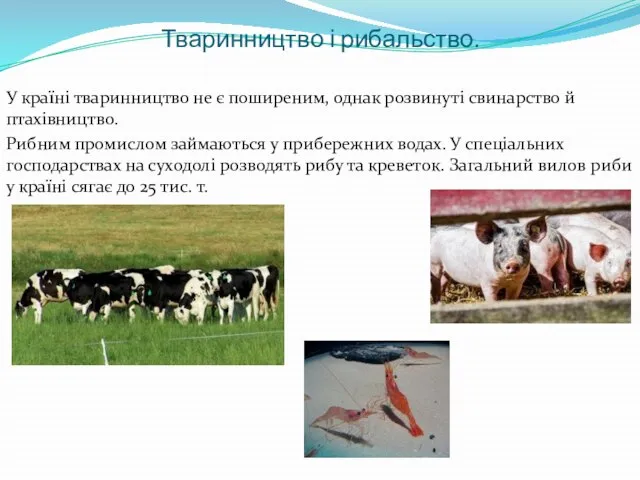 Тваринництво і рибальство. У країні тваринництво не є поширеним, однак розвинуті