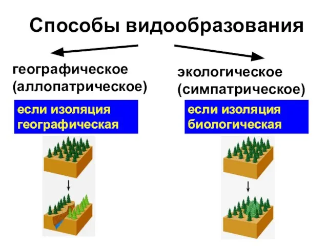 Способы видообразования географическое (аллопатрическое) экологическое (симпатрическое) если изоляция географическая если изоляция биологическая