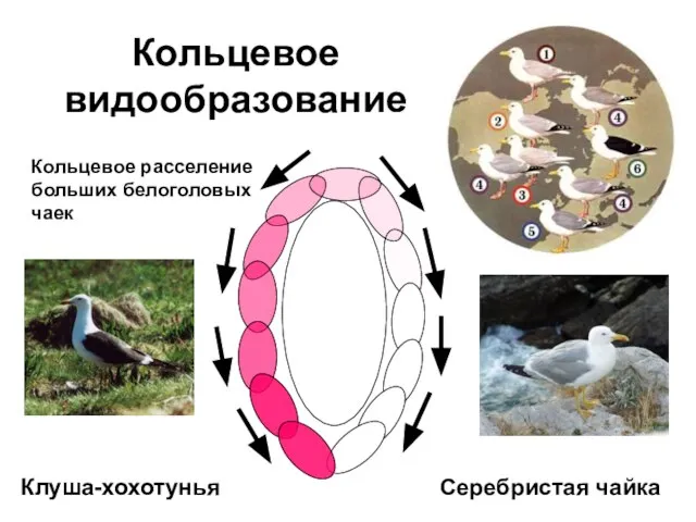 Кольцевое видообразование Кольцевое расселение больших белоголовых чаек Клуша-хохотунья Серебристая чайка