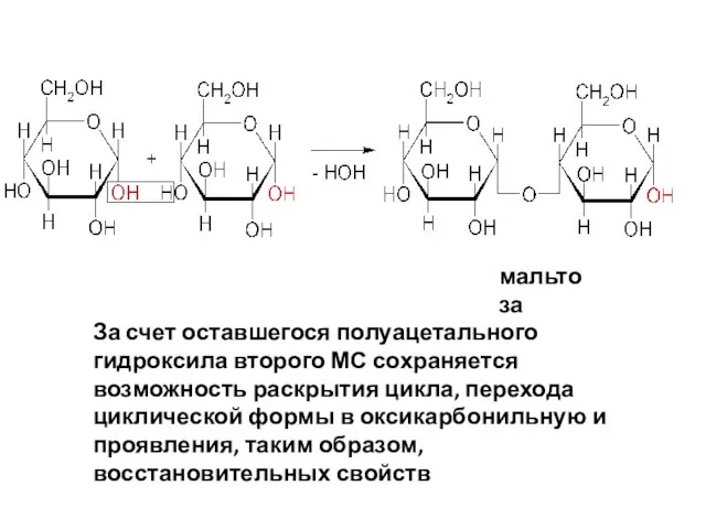 мальтоза За счет оставшегося полуацетального гидроксила второго МС сохраняется возможность раскрытия