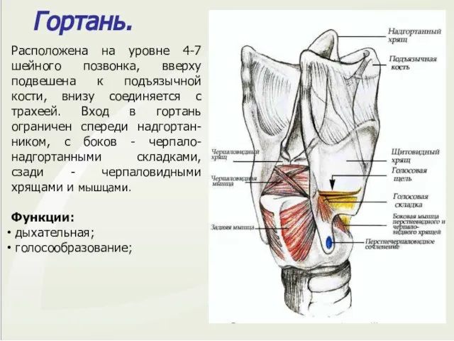 Гортань. Расположена на уровне 4-7 шейного позвонка, вверху подвешена к подъязычной