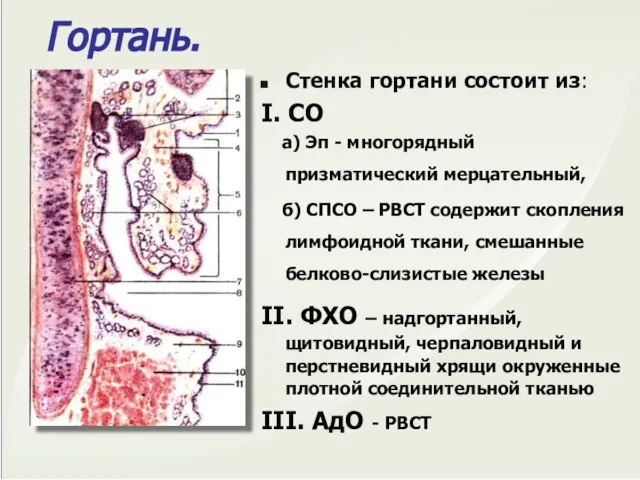 Стенка гортани состоит из: I. СО а) Эп - многорядный призматический