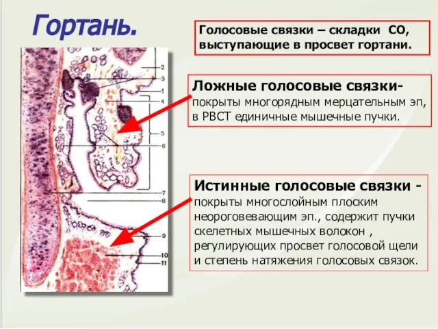 Гортань. Голосовые связки – складки СО, выступающие в просвет гортани. Ложные