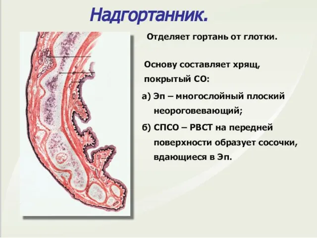 Надгортанник. Отделяет гортань от глотки. Основу составляет хрящ, покрытый СО: а)