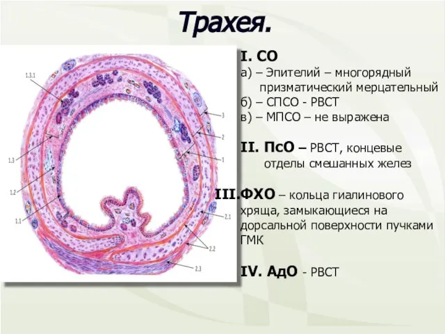 I. СО а) – Эпителий – многорядный призматический мерцательный б) –