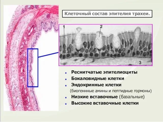 Реснитчатые эпителиоциты Бокаловидные клетки Эндокринные клетки (биогеннные амины и пептидные гормоны)