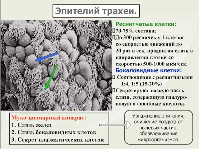 Эпителий трахеи. Муко-цилиарный аппарат: 1. Слизь желез 2. Слизь бокаловидных клеток