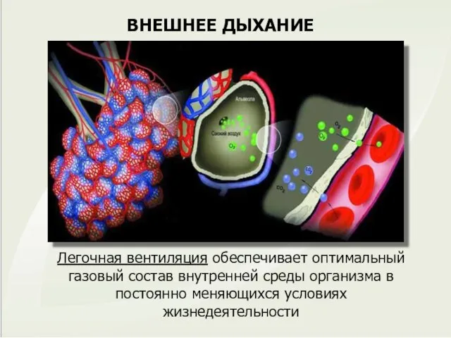 ВНЕШНЕЕ ДЫХАНИЕ Легочная вентиляция обеспечивает оптимальный газовый состав внутренней среды организма в постоянно меняющихся условиях жизнедеятельности