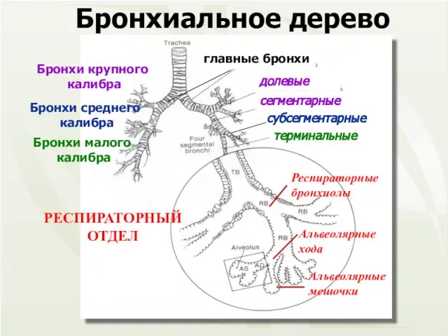 долевые сегментарные главные бронхи субсегментарные терминальные Бронхи крупного калибра Бронхи среднего