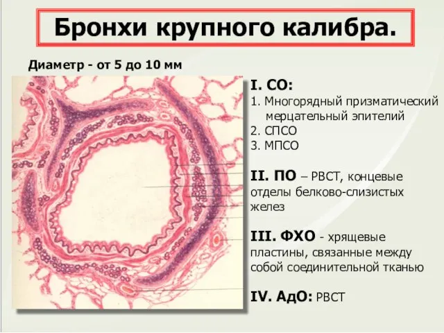 I. СО: 1. Многорядный призматический мерцательный эпителий 2. СПСО 3. МПСО