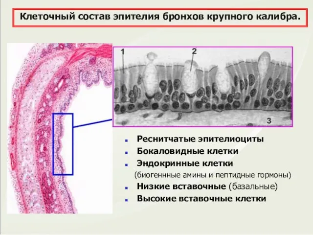 Реснитчатые эпителиоциты Бокаловидные клетки Эндокринные клетки (биогеннные амины и пептидные гормоны)