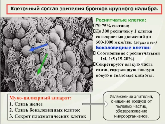 Муко-цилиарный аппарат: 1. Слизь желез 2. Слизь бокаловидных клеток 3. Секрет