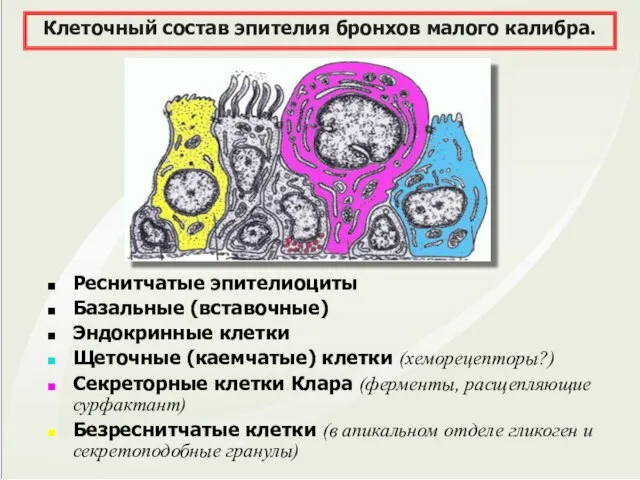 Клеточный состав эпителия бронхов малого калибра. Реснитчатые эпителиоциты Базальные (вставочные) Эндокринные