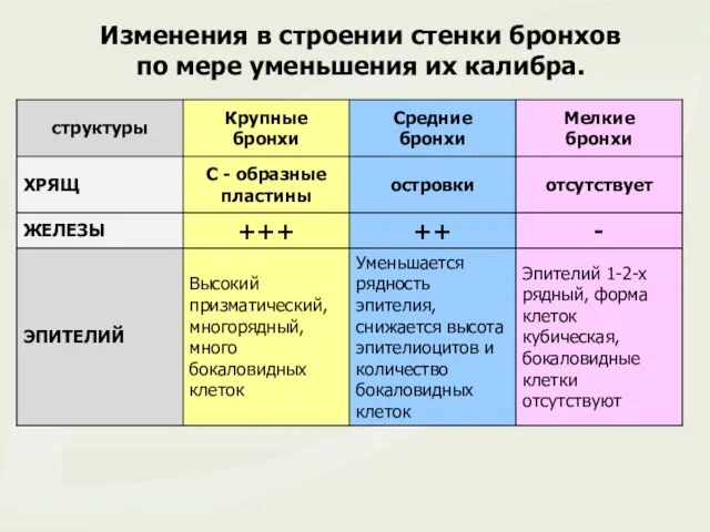 Изменения в строении стенки бронхов по мере уменьшения их калибра.