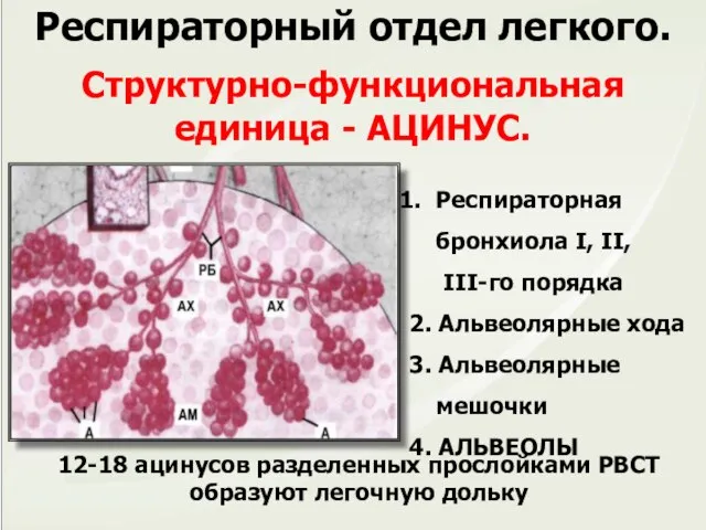 Респираторный отдел легкого. Структурно-функциональная единица - АЦИНУС. Респираторная бронхиола I, II,