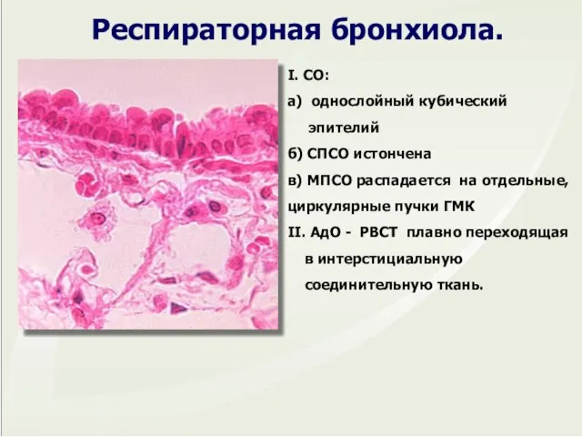 I. СО: а) однослойный кубический эпителий б) СПСО истончена в) МПСО