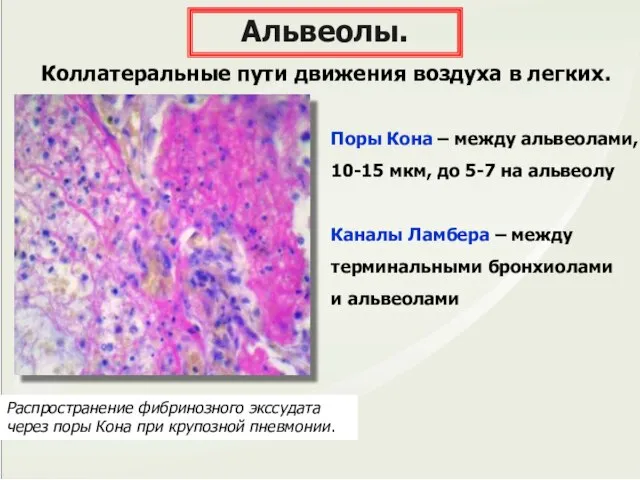 Альвеолы. Коллатеральные пути движения воздуха в легких. Поры Кона – между