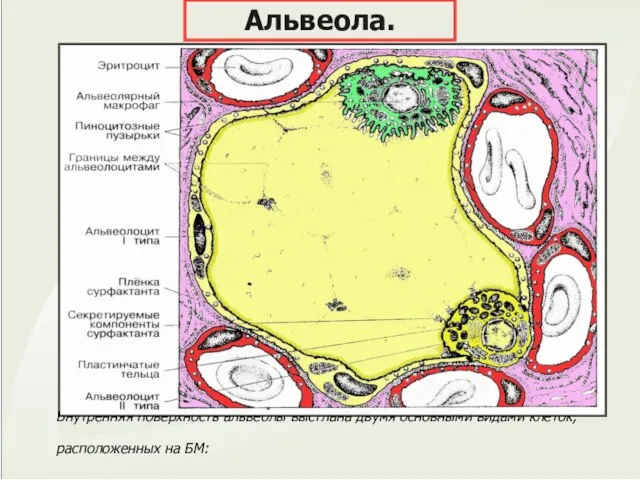 Внутренняя поверхность альвеолы выстлана двумя основными видами клеток, расположенных на БМ: Альвеола.