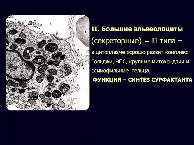 II. Большие альвеолоциты (секреторные) = II типа – в цитоплазме хорошо