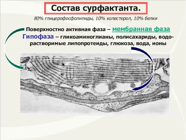 Состав сурфактанта. Поверхностно активная фаза – мембранная фаза Гипофаза – гликоаминоглианы,