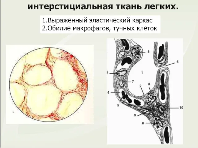 интерстициальная ткань легких. 1.Выраженный эластический каркас 2.Обилие макрофагов, тучных клеток