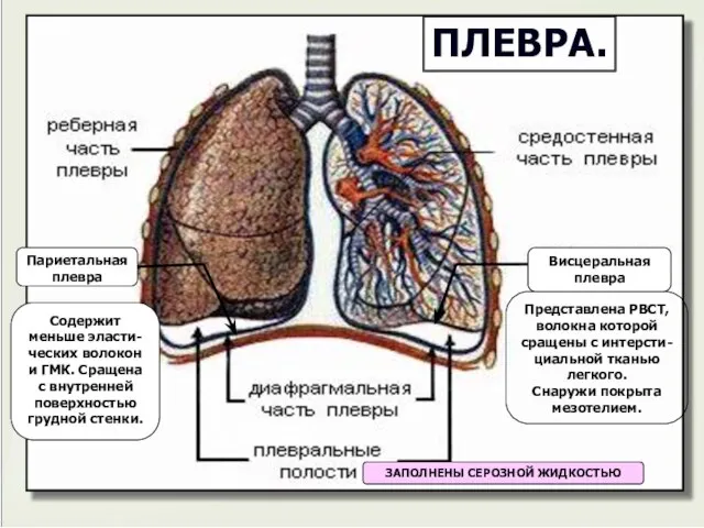 Представлена РВСТ, волокна которой сращены с интерсти-циальной тканью легкого. Снаружи покрыта