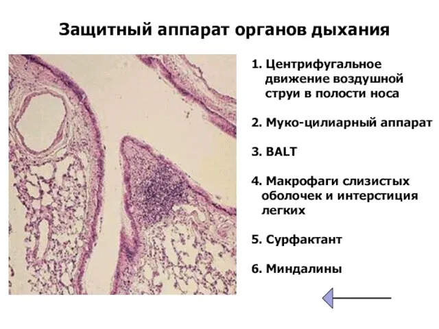 Защитный аппарат органов дыхания 1. Центрифугальное движение воздушной струи в полости