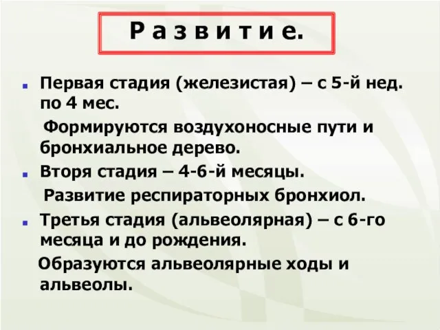 Первая стадия (железистая) – с 5-й нед. по 4 мес. Формируются