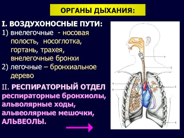 ОРГАНЫ ДЫХАНИЯ: I. ВОЗДУХОНОСНЫЕ ПУТИ: 1) внелегочные - носовая полость, носоглотка,