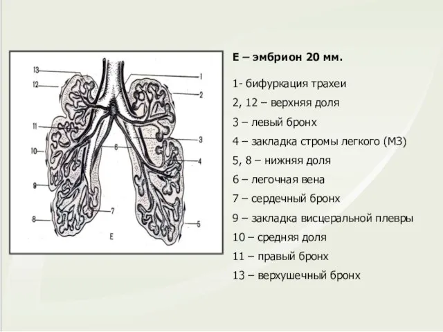 Е – эмбрион 20 мм. 1- бифуркация трахеи 2, 12 –