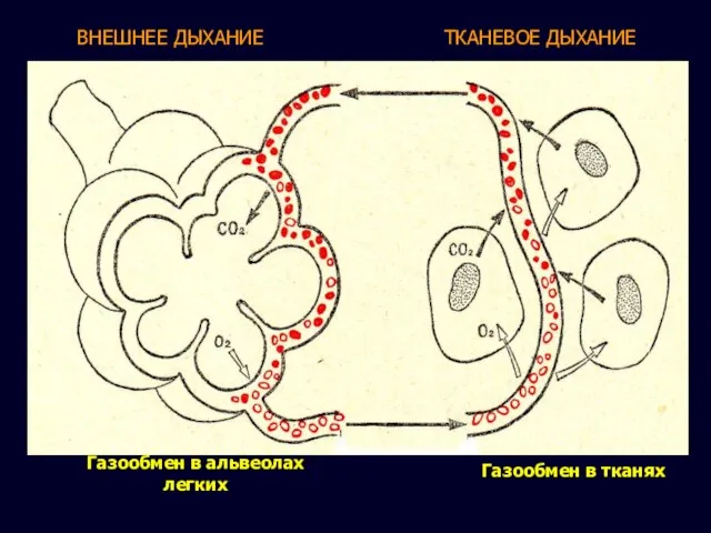 Газообмен в альвеолах легких Газообмен в тканях ВНЕШНЕЕ ДЫХАНИЕ ТКАНЕВОЕ ДЫХАНИЕ