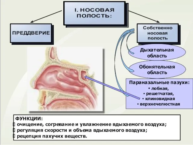 Обонятельная область Параназальные пазухи: лобная, решетчатая, клиновидная верхнечелюстная ФУНКЦИИ: очищение, согревание