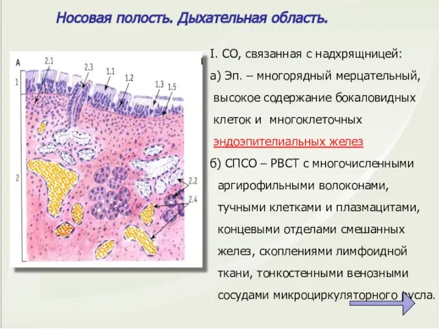 Носовая полость. Дыхательная область. I. СО, связанная с надхрящницей: а) Эп.