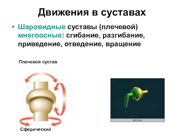 Движения в суставах Шаровидные суставы (плечевой) многоосные: сгибание, разгибание, приведение, отведение, вращение Плечевой сустав Сферический