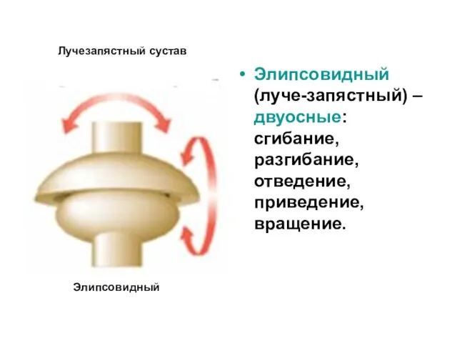 Элипсовидный (луче-запястный) – двуосные: сгибание, разгибание, отведение, приведение, вращение. Лучезапястный сустав Элипсовидный