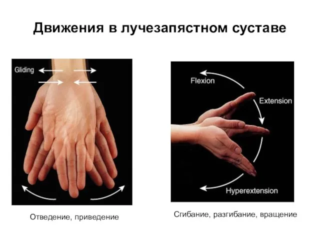 Движения в лучезапястном суставе Отведение, приведение Сгибание, разгибание, вращение