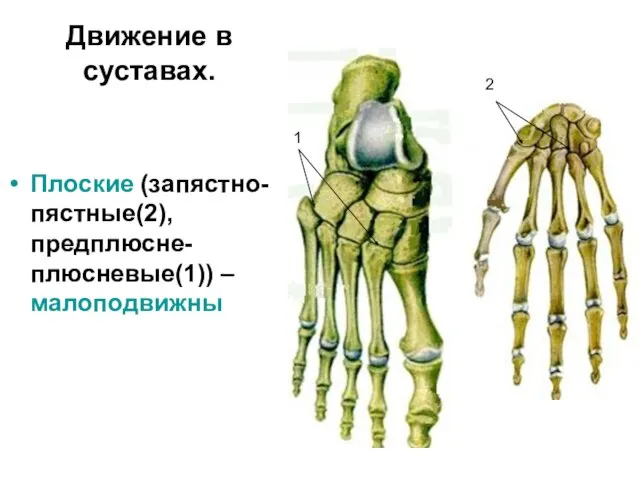 Движение в суставах. Плоские (запястно-пястные(2), предплюсне-плюсневые(1)) – малоподвижны 1 2