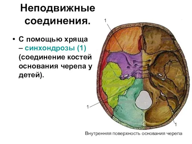 Неподвижные соединения. С помощью хряща – синхондрозы (1) (соединение костей основания